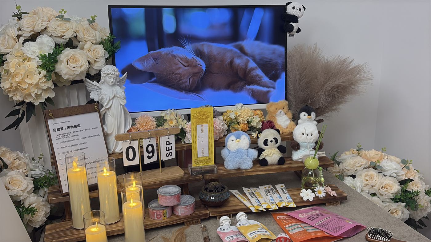 宠物离世前的征兆：新乡家长的临终陪伴清单