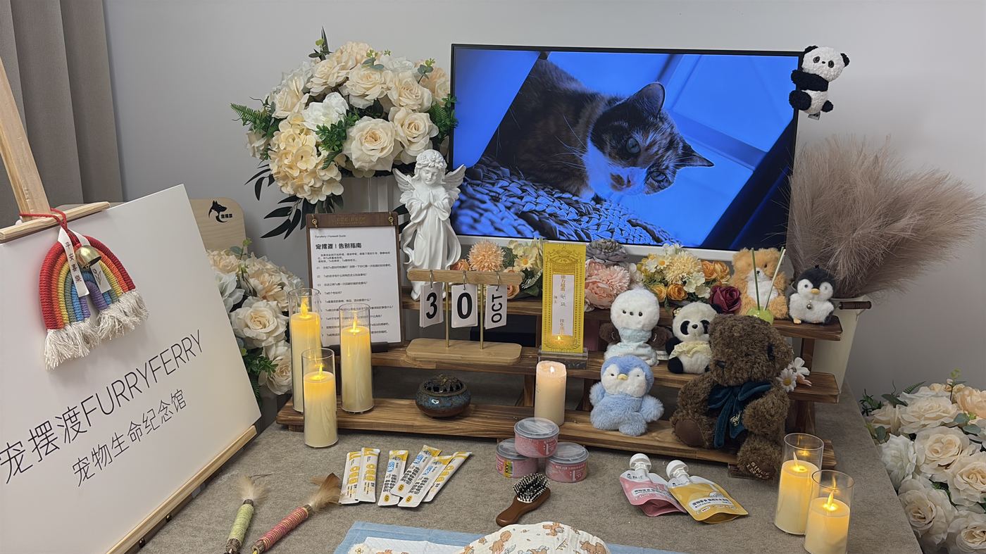 给养猫家庭的提醒